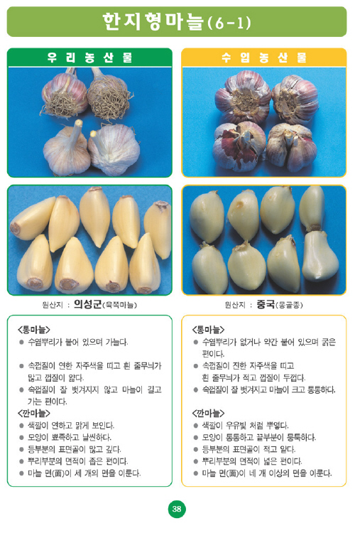 [포토소식]우리농산물 구별법한지형 마늘!
