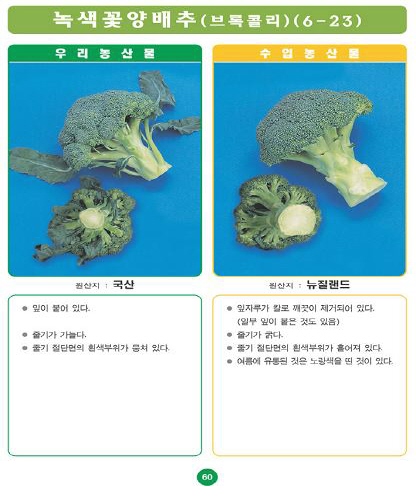 〔포토소식〕우리농산물 구별법브록콜리!!!