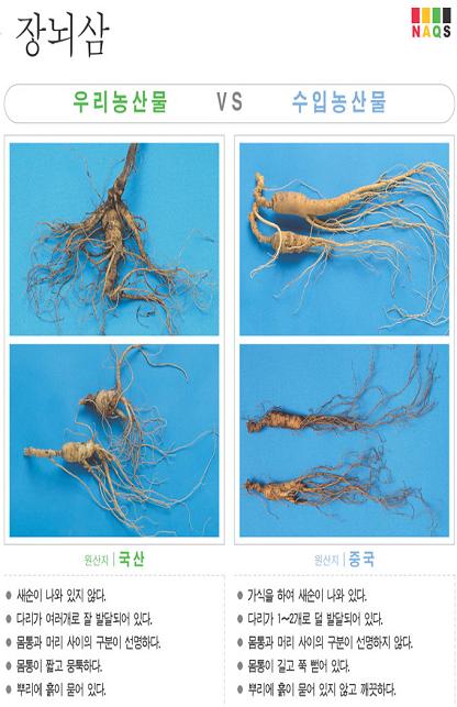 [포토소식] '장뇌삼' 사진으로 알아보는 우리농산물 구..