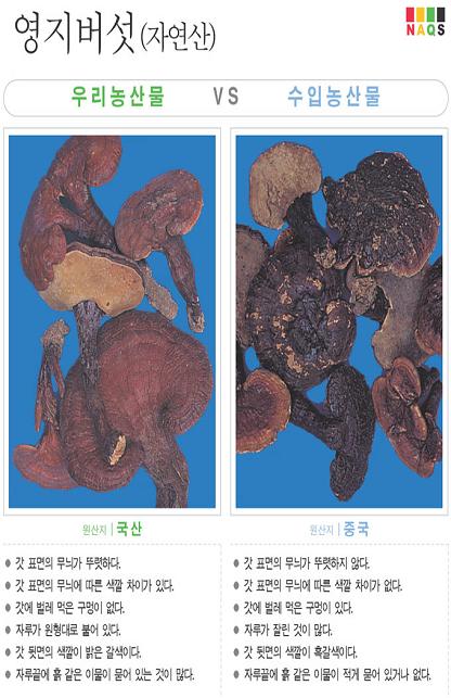 [포토소식] '영지버섯' 사진으로 알아보는 우리농산물 ..