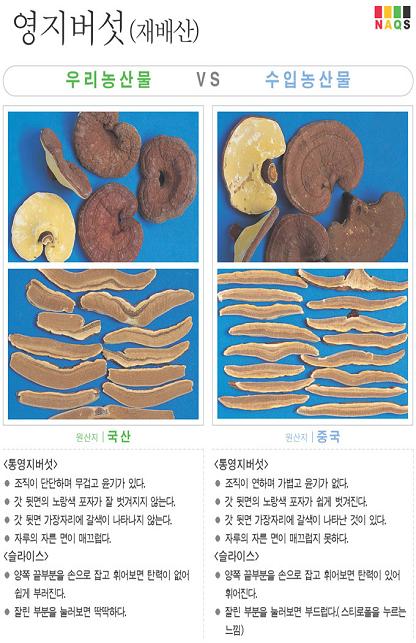 [포토소식] '영지버섯' 사진으로 알아보는 우리농산물 ..
