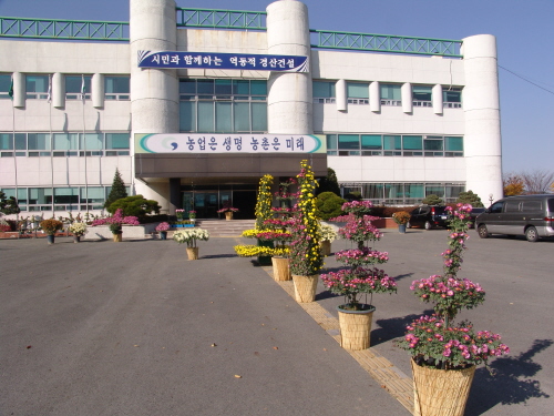 가을을 넘어선 국화꽃 향기!! 농업기술센터 전정, 국화..