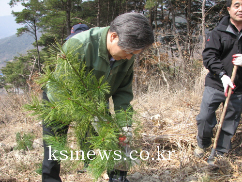 경산시 나무심기 행사남천면 송백리 일대 잣나무 4천 5..