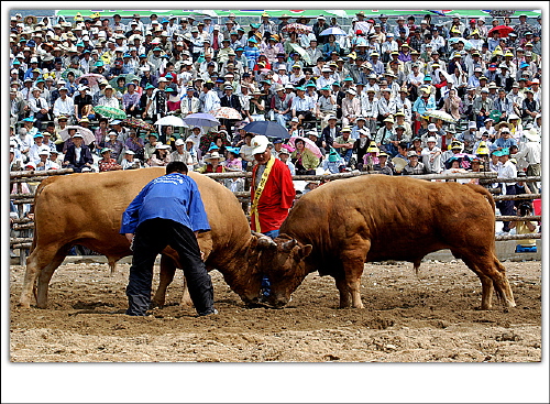 지역 봄 축제가 시작됐다! 경주 술과 떡잔치, 청도 소..