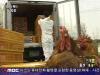 갑제동 폐사 닭, 고병원성 판정 주변 3km 내 9개 ..