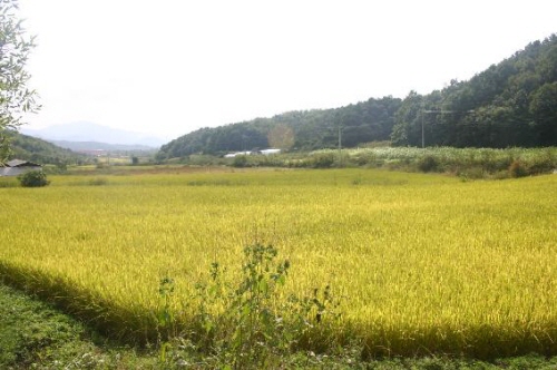 쌀소득보전직불금 신고센터 운영 농업기술센터 및 읍면동사..