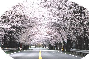 영천에 국내최대 규모 벚꽃길 조성 영천댐 도로 벚꽃길 ..