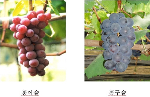 신품종 포도 ‘홍이슬·흑구슬’ 현장 평가농업기술원 경산..