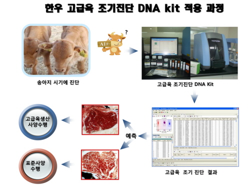한우 고급육 조기진단 DNA Kit 개발 육질 조기진단..