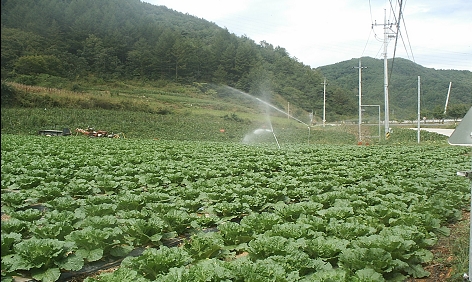 경북도, 무, 배추 대책 마련에 총력! 현장기술지원단 ..