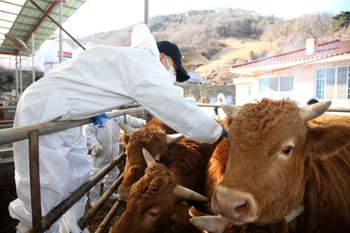 경북도, 가축시설 지방세 감면  구제역 축산농가, 재산..