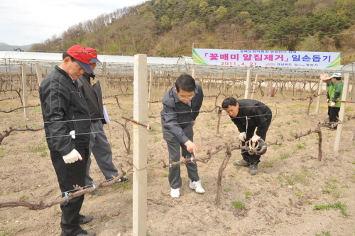 경산시 포도밭 ‘꽃매미 방제’에 나서~ 올해는 발생면적..
