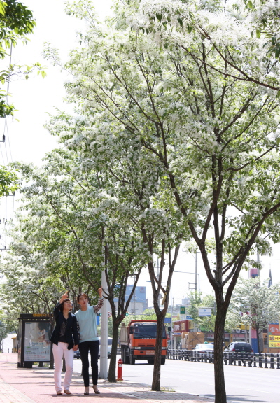 경산 삼성현로 ‘이팝나무 꽃 만개’ 경산시, 1996년..