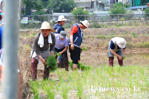 경산시농민회, ‘통일쌀 모내기’ “반은 북녘 동포에게,..