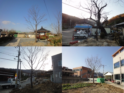 와촌면 관내 기업(KPCM)느티나무 기증나눔의 실천으로..