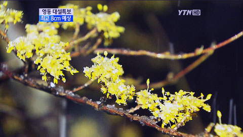 주 초반 꽃샘추위...일교차 큰 날씨 [경산지역 주간 ..
