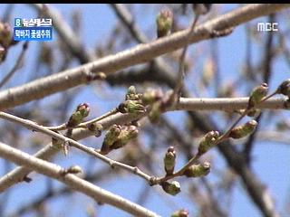 막바지 꽃샘추위...주 후반부터 포근 [경산지역 주간 ..