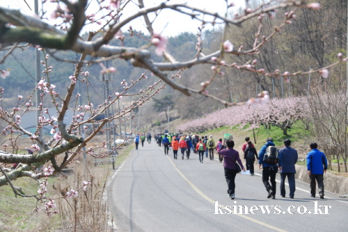 ‘제2회 경산 복사꽃길 걷기대회’ 성료 시민 1천여명 ..