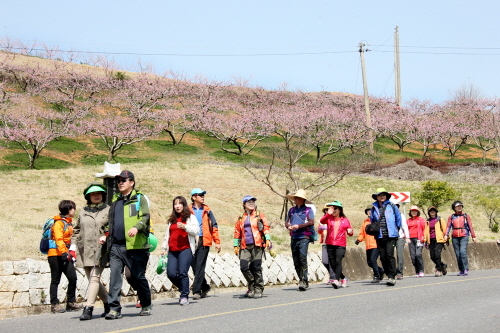 경산시 ‘동구밖 과수원길’ 조성 추진 대추·포도·자두·..