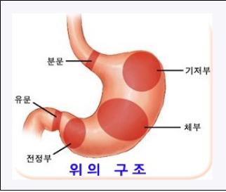 조기 위암의 진단과 예방법 [한국건강관리협회 대구지부 ..
