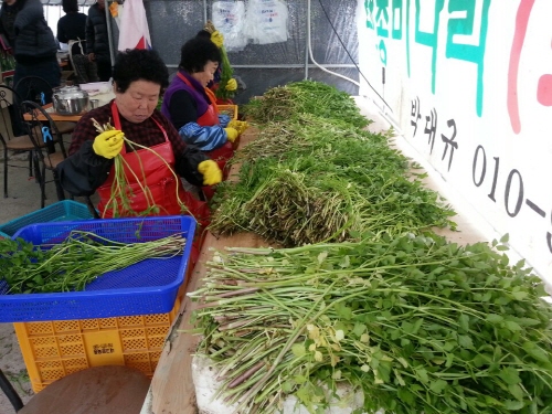 친환경 청정 ‘육동·남천 미나리’ 출하 예년보다 20일..
