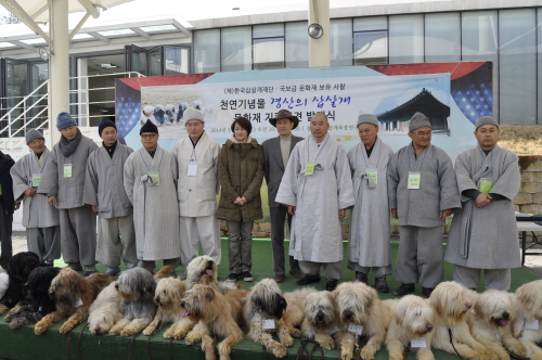 경산삽살개, “사찰 문화재지킴이 된다!”  삽살개 문화..