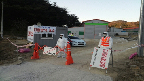 구제역, 경북 전역에 확산되나?? 영천 이어 4일만에 ..