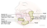 입안을 사막으로 만드는 ‘구강건조증’ [건강상식] 한국..