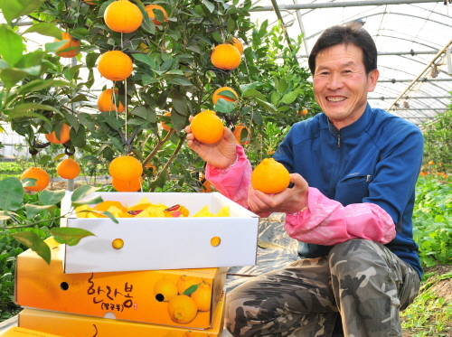 경산産, “한라봉·레드향 나왔다!” 하양 한사·청천리 ..