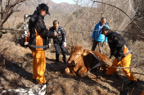 골짜기 추락한 ‘소’ 119에 구조 경산소방서, 201..