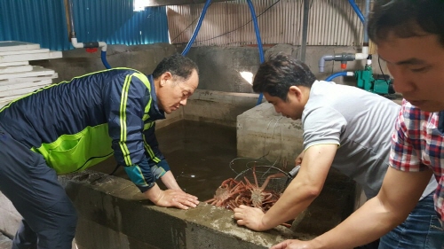 암컷대게 불법 판매한 일당 ‘구속’ 암컷·체장미달 대게..