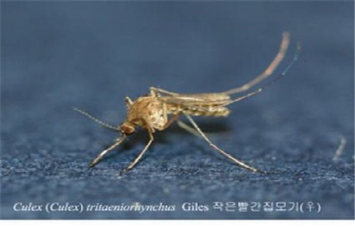 경산에서 일본뇌염모기 첫 출현 ‘작은빨간집모기’ 지난해..