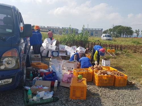 공한지서 키운 고구마, 소외 이웃들과~ 북부동바르게살기..