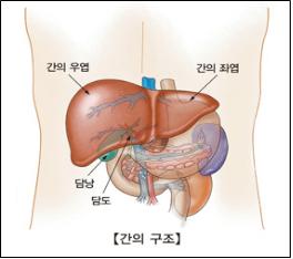 간질환, 어디까지 알고 계세요? [건강상식] 한국건강관..