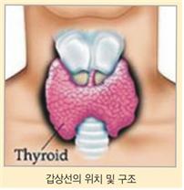 착한 암 ‘갑상선 암’, 방심은 금물 [건강상식] 한국..