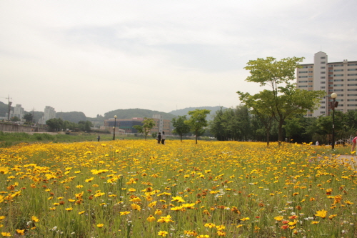 남천을 걸어요, 행복을 느껴요~ 금빛 물결, 봄꽃 대향..