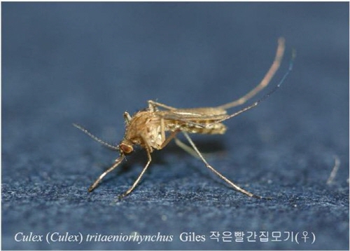 경산에서 ‘일본뇌염모기’ 도내 첫 발견작은빨간집모기....