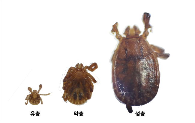 가을철 성묘 등 야외활동, 진드기 조심!