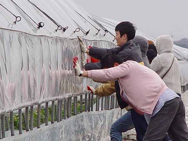 농작물 한파피해, 미리 대비해야