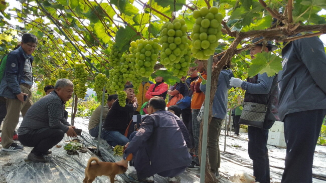 경산시 ‘(청)포도 재배과정’ 수강생 모집