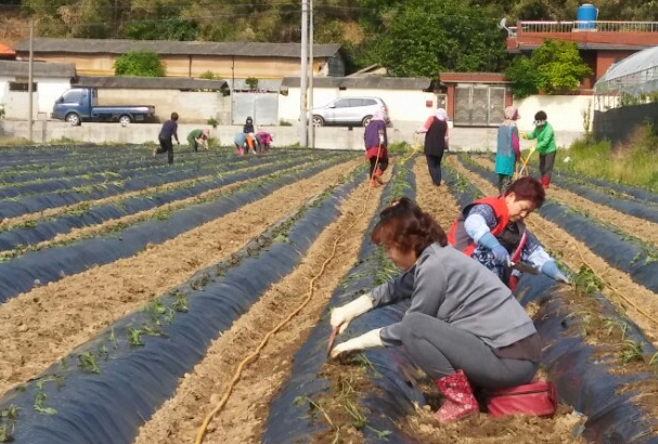 한여농 경산시연합, ‘사랑의 고구마 심기’