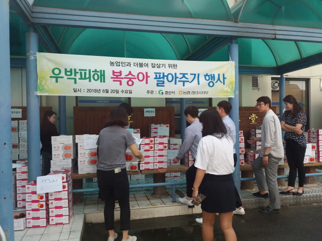 경산시·농협, ‘우박피해 복숭아 팔아주기’
