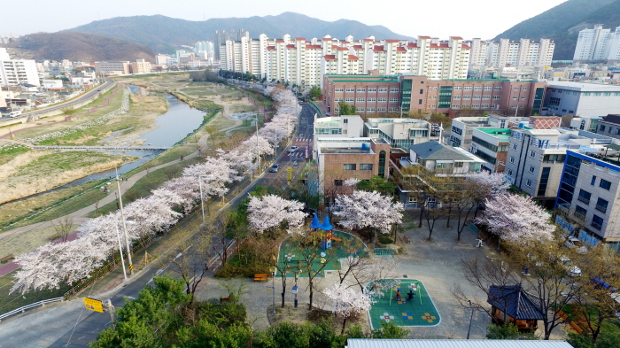 하늘에서 본 옥곡동 벚꽃 가로수길