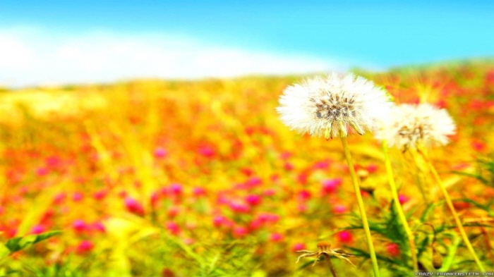 풀꽃 / 나태주