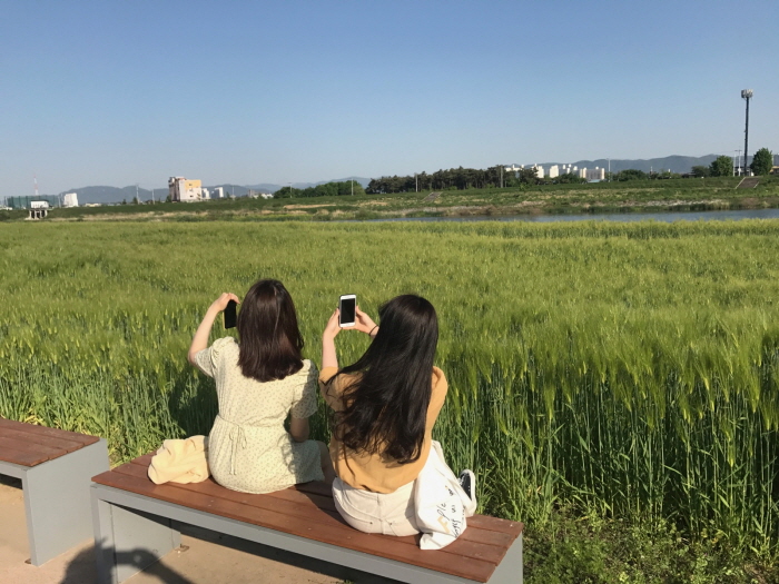 하양 금호강변에 청보리 초록 물결 ‘장관’