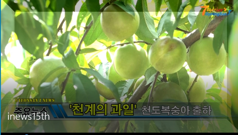 경산시인터넷방송국 - 경산i뉴스 