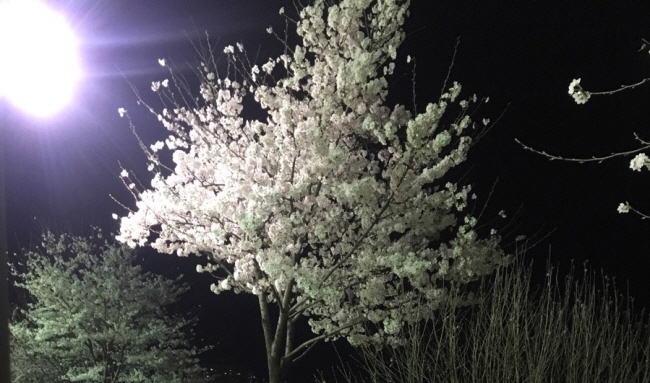 서시 / 윤동주 