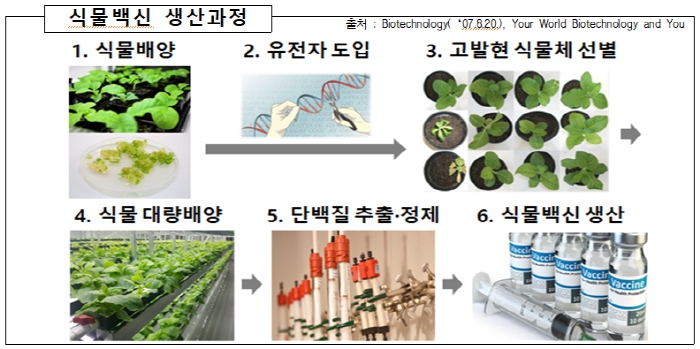 식물배양으로 ‘식물백신’ 만든다!