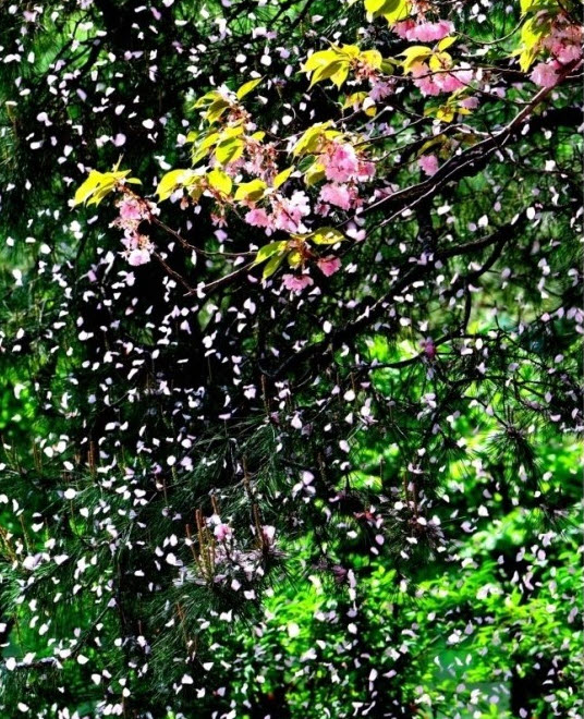 꽃비 / 박민재