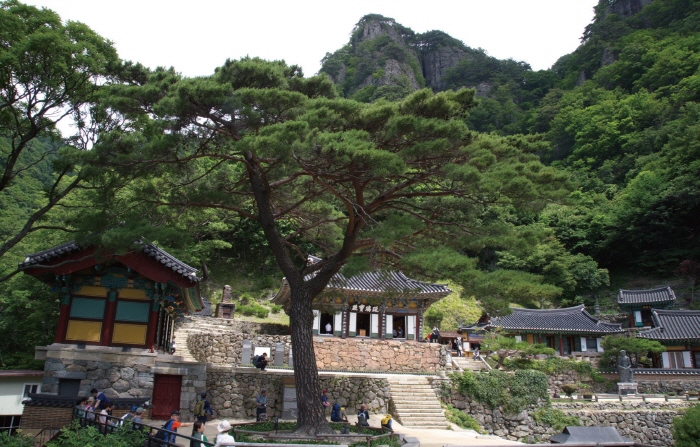 道, 보호수 스토리텔링 관광자원화